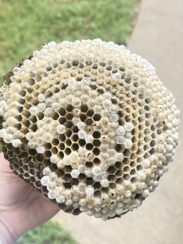 Pest Control Service Bartlesville OK 1 1.20.26