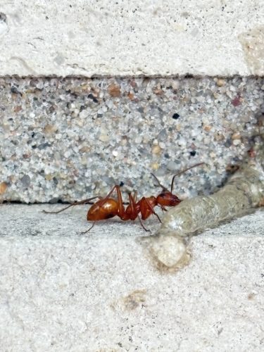 Pest Control Service Bartlesville OK 2 1.20.26