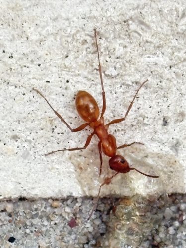 Pest Control Service Bartlesville OK 3 1.20.26