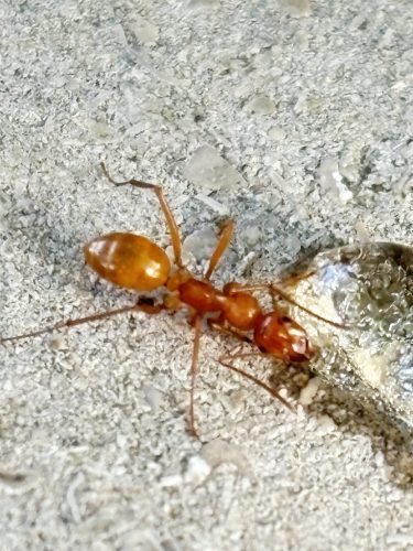 Pest Control Service Bartlesville OK 4 1.20.26