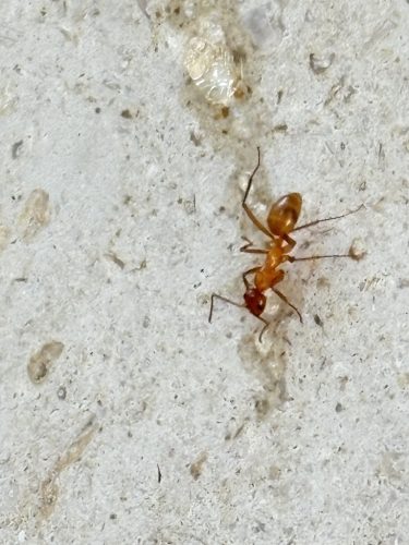 Pest Control Service Bartlesville OK 5 1.20.26