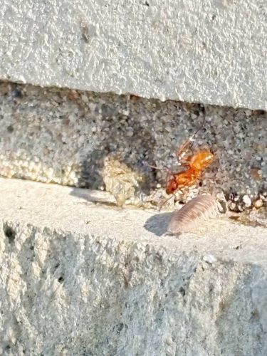pest-control-service-Bartlesville-OK-12-1.20.26