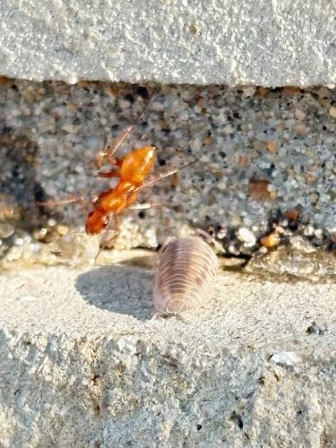 pest-control-service-Bartlesville-OK-13-1.20.26