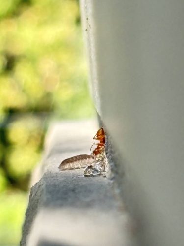 pest-control-service-Bartlesville-OK-14-1.20.26