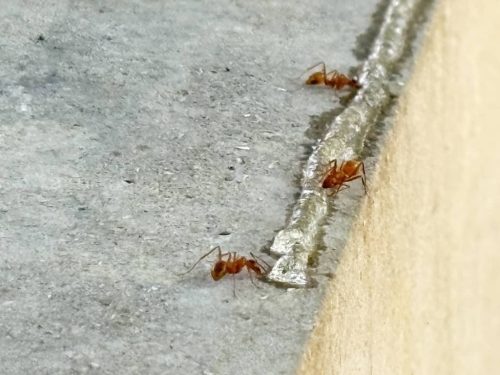 pest-control-service-Bartlesville-OK-15-1.20.26