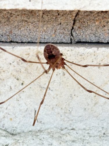 pest-control-service-Bartlesville-OK-6-1.20.26