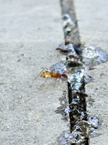 pest-control-service-Bartlesville-OK-9-1.20.26